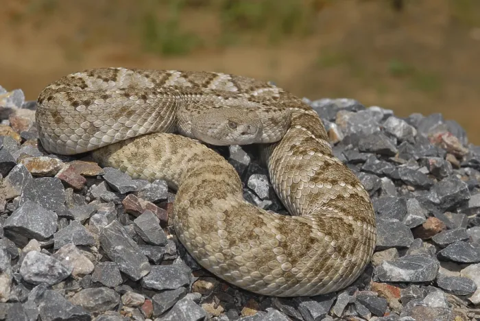 Framed Print : Texas rattlesnake (Crotalus atrox) Framed Print : Texas rattlesnake (Crotalus atrox)