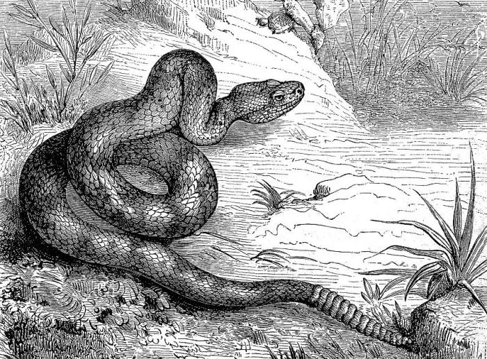 Framed Print : Texas rattlesnake, also prairie rattlesnake Framed Print : Texas rattlesnake, also prairie rattlesnake