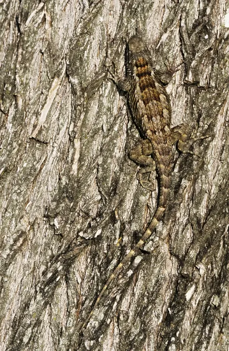 Framed Print : Texas Spiny Lizard (Sceloporus olivaceus)