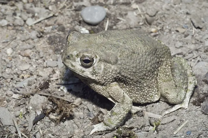 Framed Print : The Texas toad, Bufo speciosus