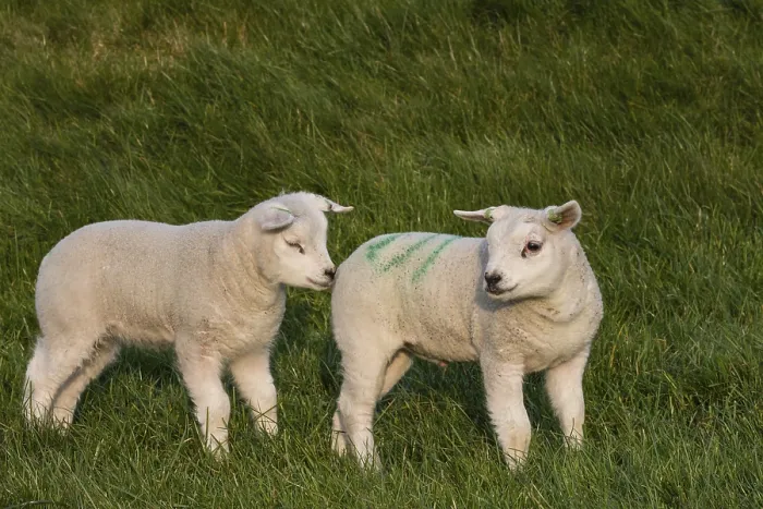 Framed Print : Texel sheep, lambs, Texel, Netherlands