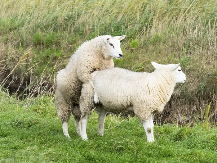 Framed Print : Texel Sheep (Ovis aries), two male lambs playing on a field