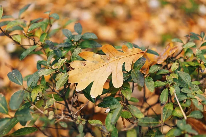 Framed Print : Texture of autumn leaves. Yellow oak leaf litter on the floor in the park or forest