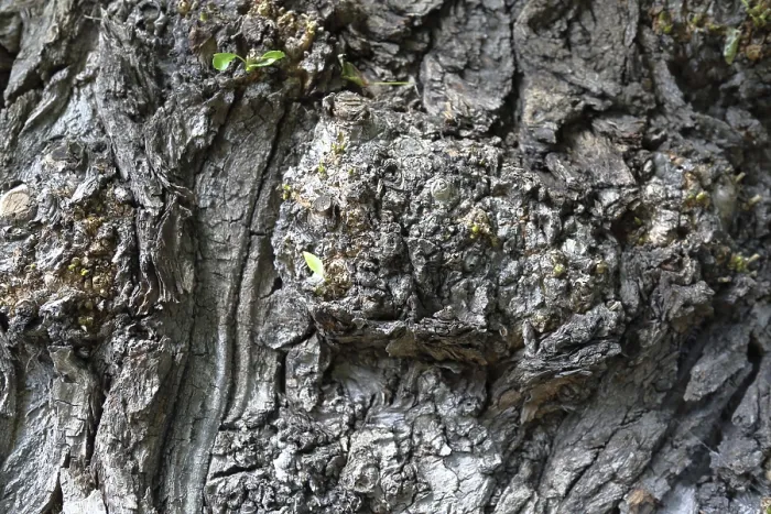 Framed Print : The textured surface of the multi-year bark of deciduous tree in the forest