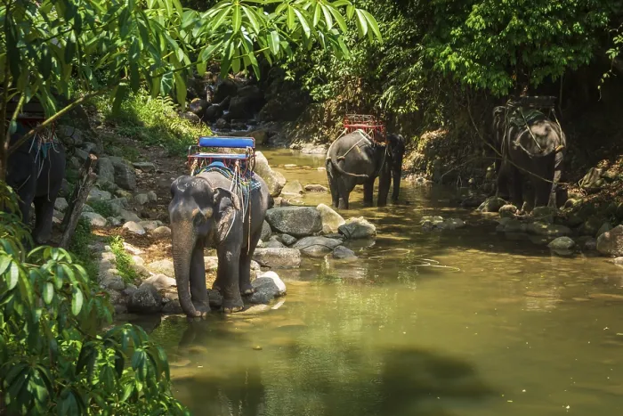 Framed Print : Thai elephants, Elephas maximus indicus Framed Print : Thai elephants, Elephas maximus indicus