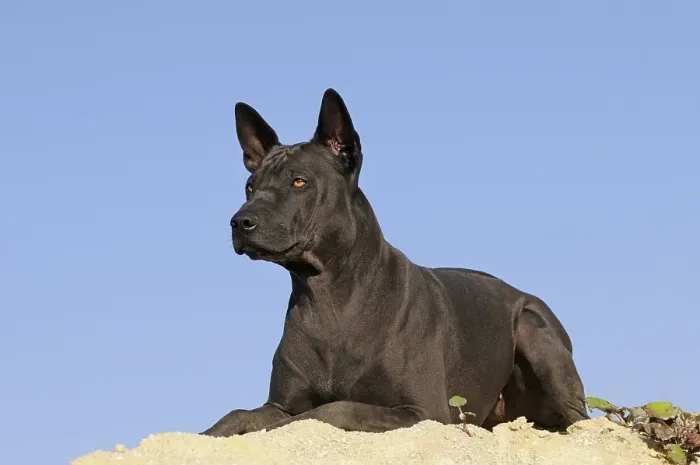 Framed Print : Thai Ridgeback, black, female, lying