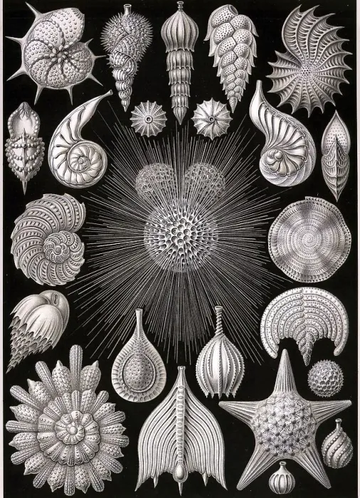 Framed Print : Thalamophora, Chamberlings, Art Forms of Nature