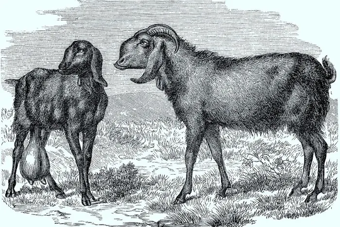 Framed Print : Thebaic or Roman goat, Historic Framed Print : Thebaic or Roman goat, Historic