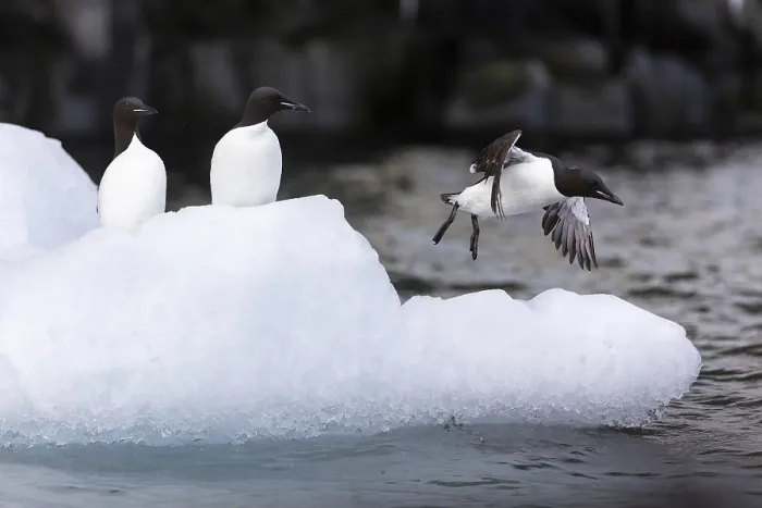 Framed Print : Thick-billed guillemot (Uria lomvia) on an ice floe