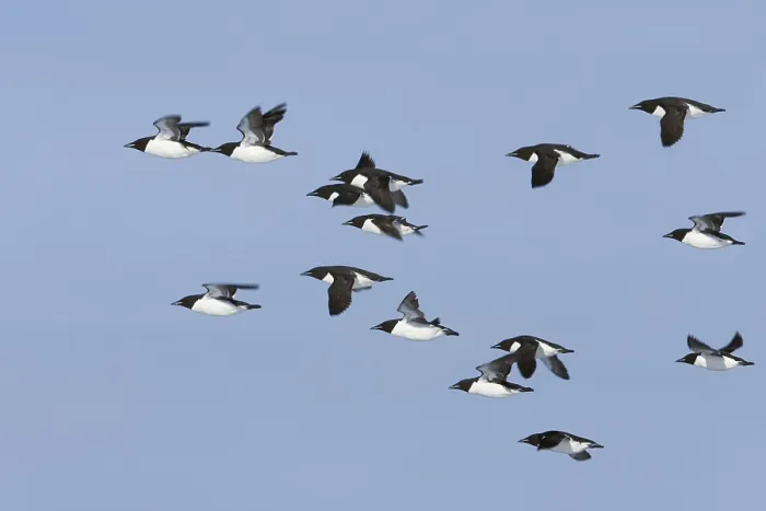 Framed Print : Thick-billed Murre (Uria lomvia)