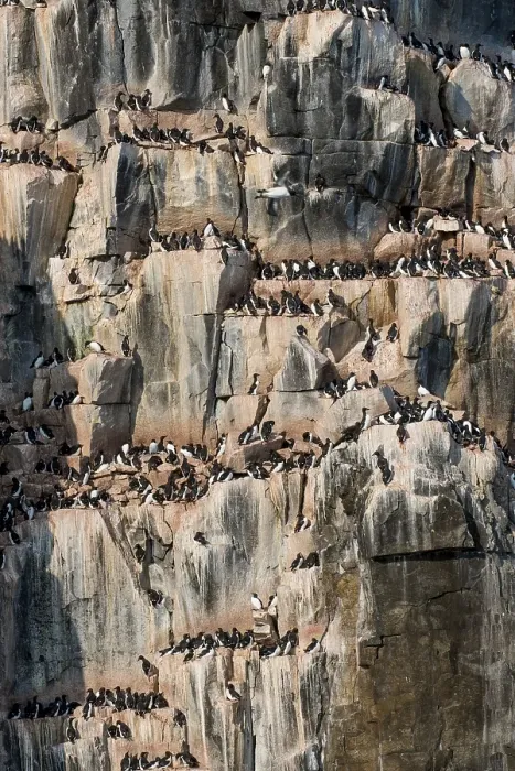 Framed Print : Thick-billed Murres (Uria lomvia)