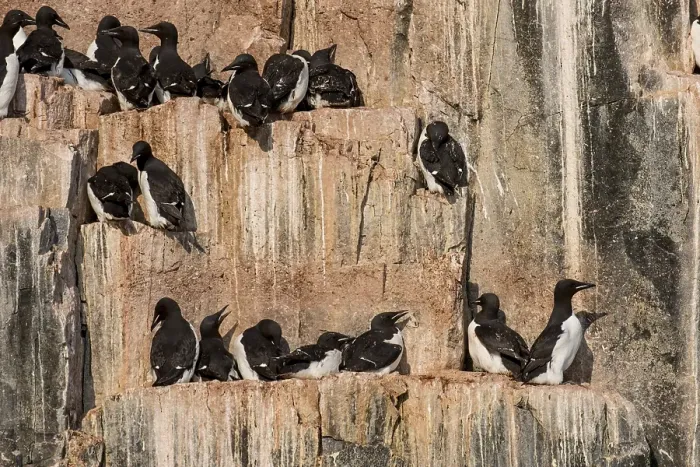 Framed Print : Thick-billed Murres (Uria lomvia)