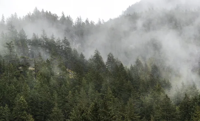 Framed Print : Thick mist and towering trees create a mysterious forest atmosphere along the Lower Mainland of British Columbia Framed Print : Thick mist and towering trees create a mysterious forest atmosphere along the Lower Mainland of British Columbia