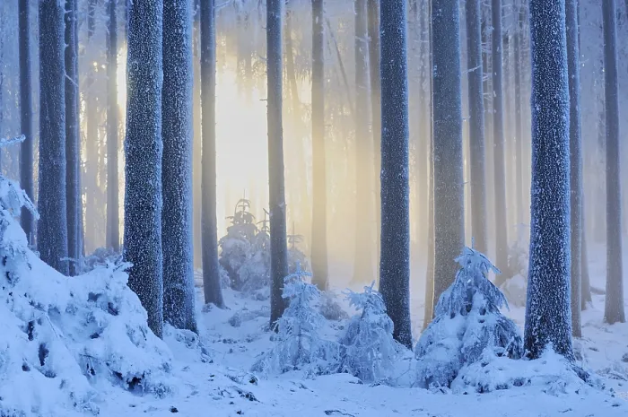 Framed Print : Thick snow-covered winter forest