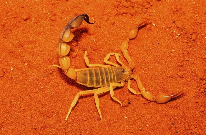 Framed Print : Thick-tailed scorpion Framed Print : Thick-tailed scorpion