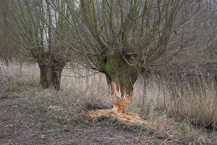 Framed Print : Thick tree trunk of pollard willow showing teeth marks and wood chips from gnawing by Eurasian beaver (Castor fiber) Framed Print : Thick tree trunk of pollard willow showing teeth marks and wood chips from gnawing by Eurasian beaver (Castor fiber)