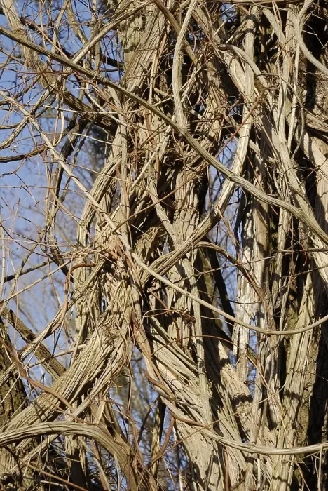 Framed Print : Thicket of Old Man's Beard or Traveller's Joy (Clematis vitalba)