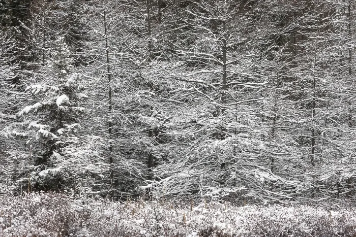 Framed Print : Thickly wooded forest blanketed in snow Framed Print : Thickly wooded forest blanketed in snow