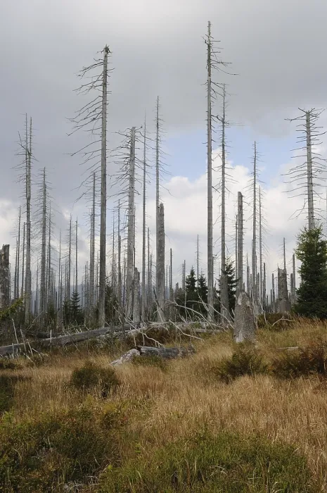 Framed Print : Thin, tall dead trees under a grey sky in a forest area