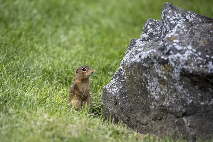 Framed Print : Thirteen-lined ground squirrel also known as the striped gopher