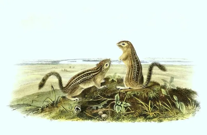 Framed Print : Thirteen-striped squirrel, syn