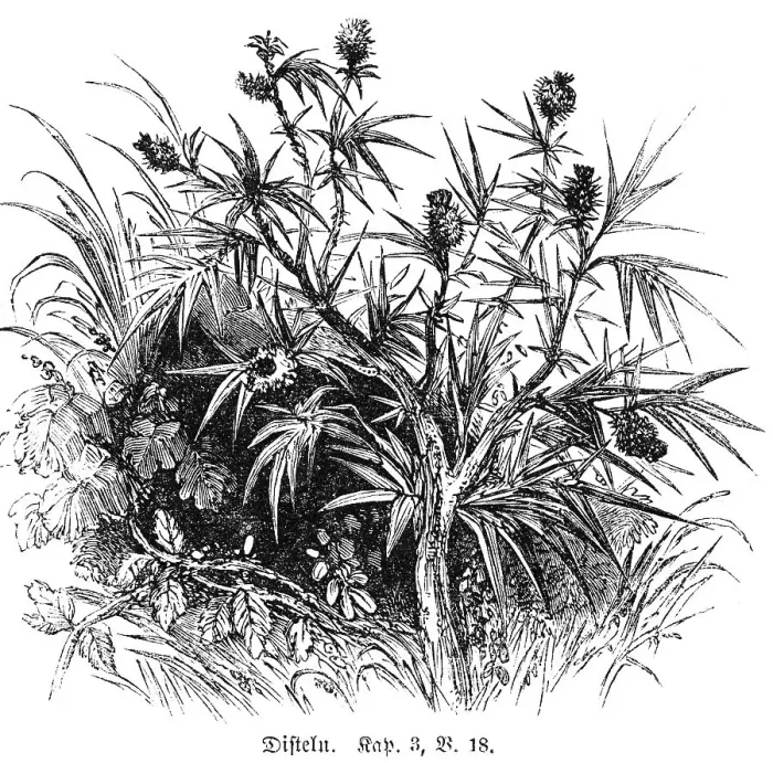 Framed Print : Thistles, plant, blossoms, leaves Framed Print : Thistles, plant, blossoms, leaves