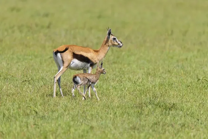Framed Print : Thompsons Gazelles (Gazella thomsonii)