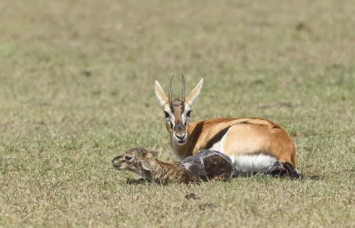 Framed Print : Thomson's gazelle (Eudorcas thomsonii) with newborn fawn