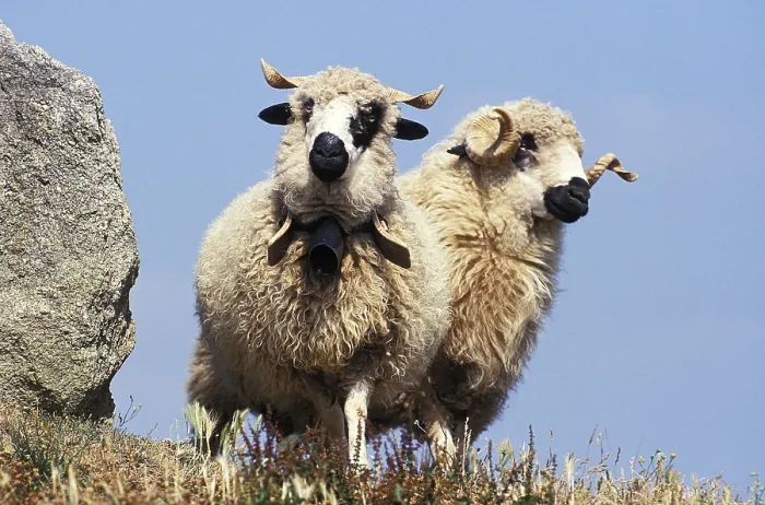 Framed Print : Thones Marthod sheep, adult with bell around neck Framed Print : Thones Marthod sheep, adult with bell around neck