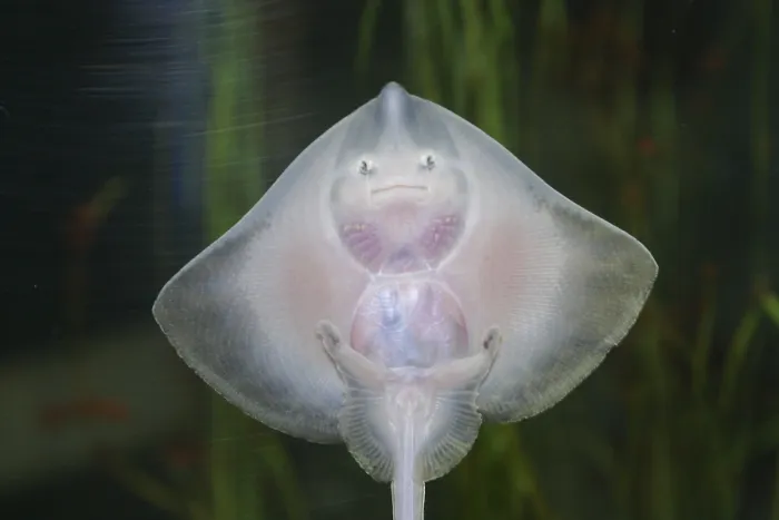 Framed Print : Thornback ray