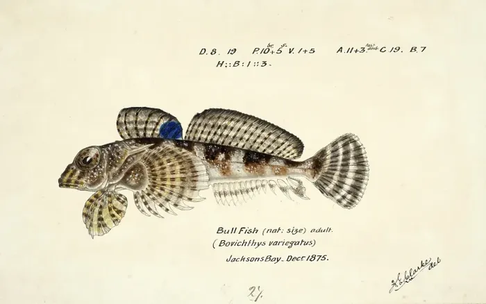 Framed Print : Thornfish, Bovichtus variegatus, thornfish, fish, reproduction of an original, by Frank Edward Clarke (b. 1849, d. 1899), ichthyologist and scientific draughtsman Framed Print : Thornfish, Bovichtus variegatus, thornfish, fish, reproduction of an original, by Frank Edward Clarke (b. 1849, d. 1899), ichthyologist and scientific draughtsman