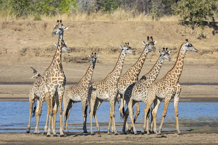 Framed Print : Thornicroft's Giraffe (Giraffa camelopardalis thornicrofti)
