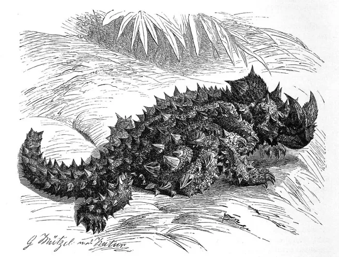 Framed Print : Thorny devil (Moloch horridus) Framed Print : Thorny devil (Moloch horridus)