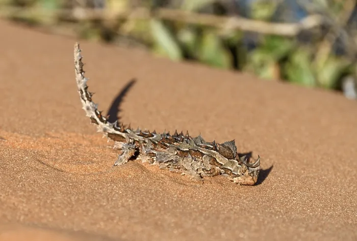 Framed Print : Thorny devil (Moloch horridus)