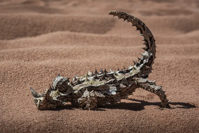 Framed Print : Thorny devil, or thorny devil (Moloch horridus) Framed Print : Thorny devil, or thorny devil (Moloch horridus)
