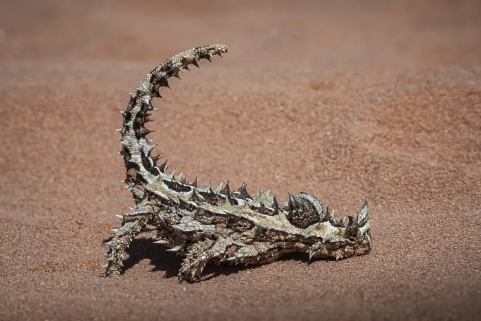 Framed Print : Thorny devil, or thorny devil (Moloch horridus) Framed Print : Thorny devil, or thorny devil (Moloch horridus)