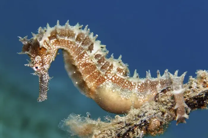 Framed Print : Thorny Seahorse (Hippocampus histrix) clinging to small anchor