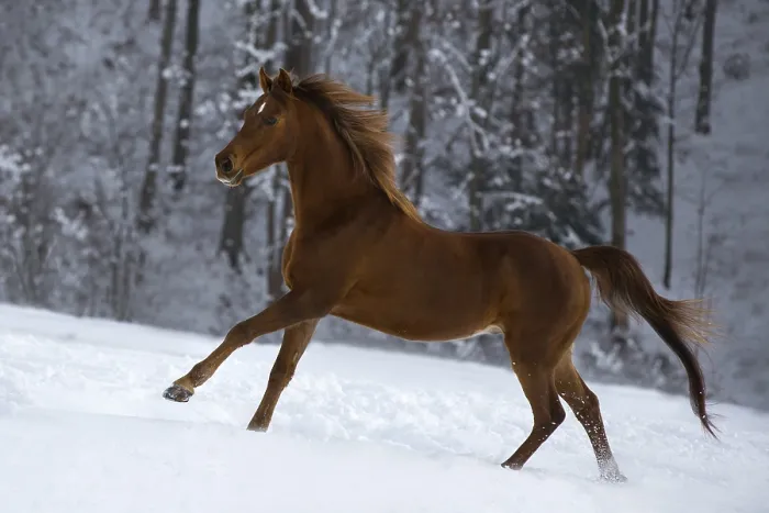 Framed Print : Thoroughbred Arabian gelding chestnut galloping on winter pasture