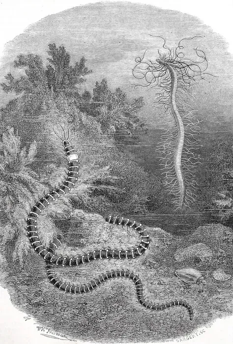 Framed Print : Thread tuft worm or Nordic vine worm