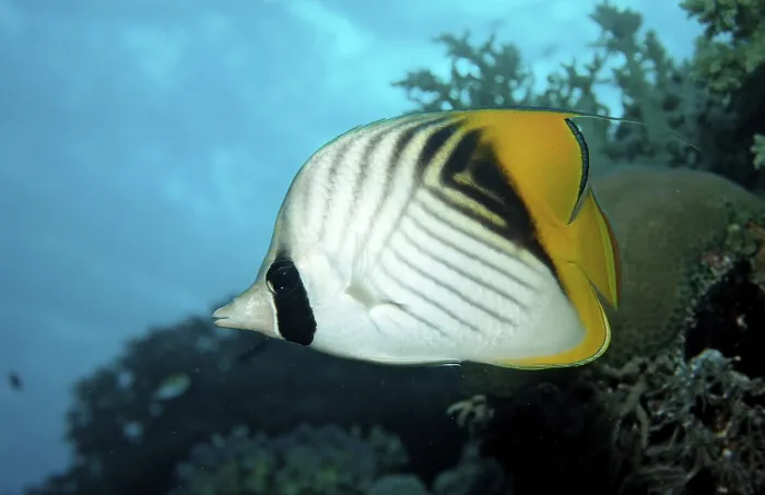 Framed Print : Threadfin Butterflyfish (Chaetodon auriga) Framed Print : Threadfin Butterflyfish (Chaetodon auriga)