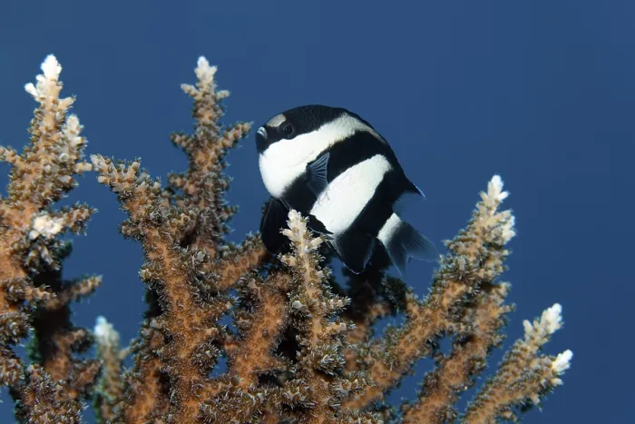 Framed Print : Three-banded damselfish (Dascyllus aruanus) Framed Print : Three-banded damselfish (Dascyllus aruanus)