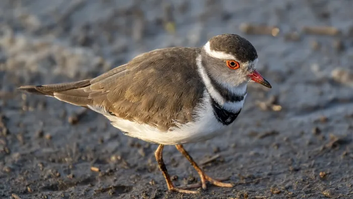 Framed Print : Three-banded plover (Charadrius tricollaris)