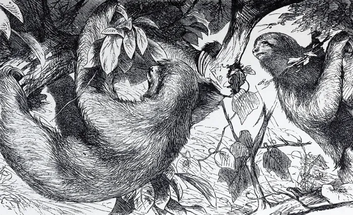 Framed Print : Three-fingered sloth, white-throated sloth or Ai (Bradypus tridactylus)