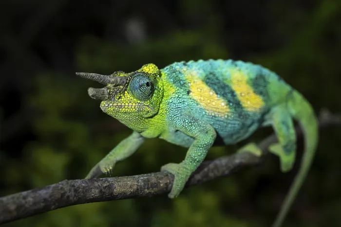 Framed Print : Three-horned chameleon (Trioceros jacksonii) Framed Print : Three-horned chameleon (Trioceros jacksonii)
