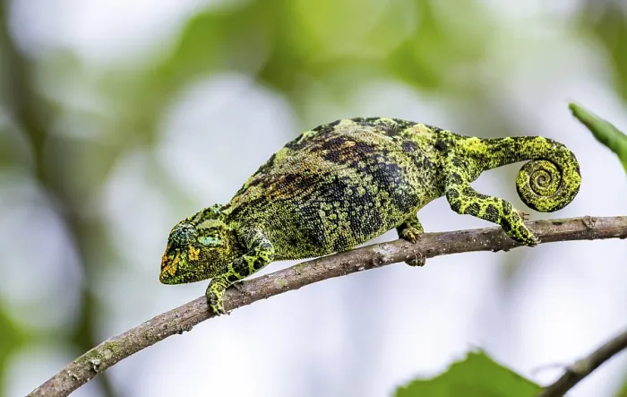 Framed Print : Three-horned chameleon (Trioceros jacksonii)