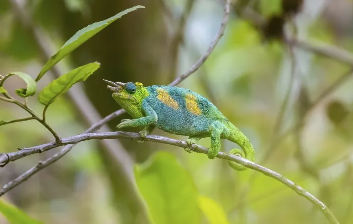 Framed Print : Three-horned chameleon (Trioceros jacksonii) Framed Print : Three-horned chameleon (Trioceros jacksonii)
