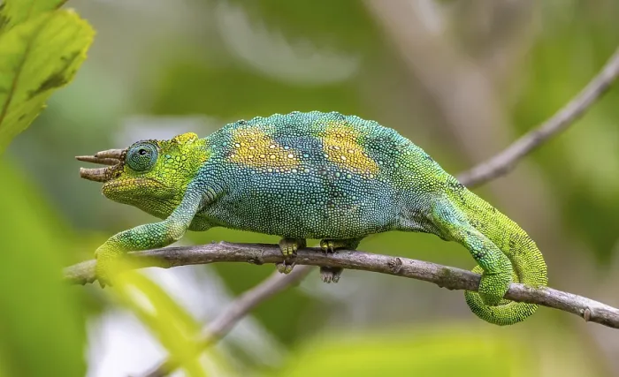 Framed Print : Three-horned chameleon (Trioceros jacksonii) Framed Print : Three-horned chameleon (Trioceros jacksonii)
