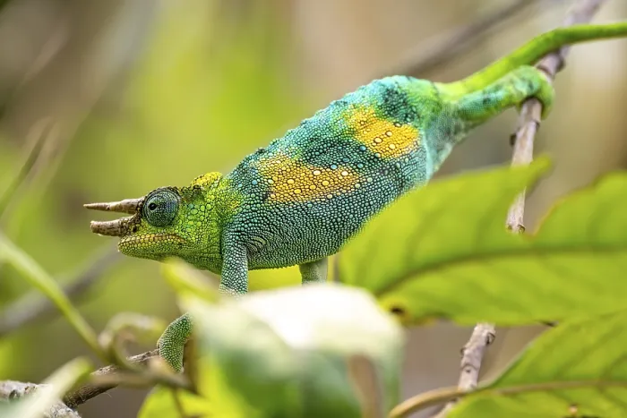 Framed Print : Three-horned chameleon (Trioceros jacksonii)