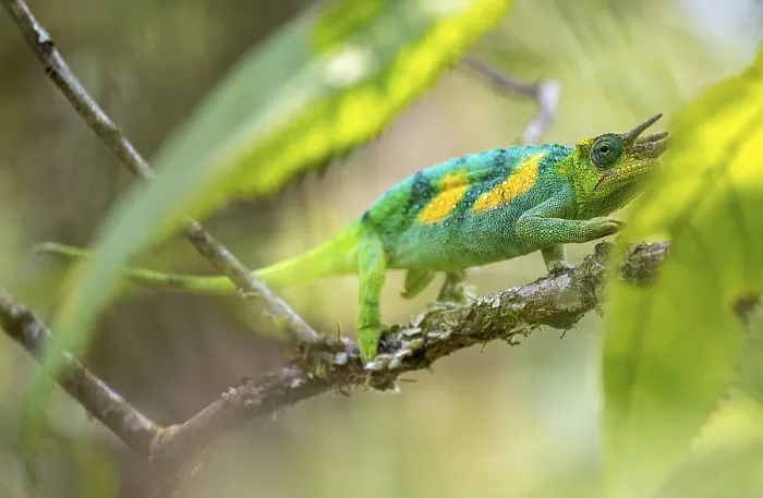 Framed Print : Three-horned chameleon (Trioceros jacksonii)