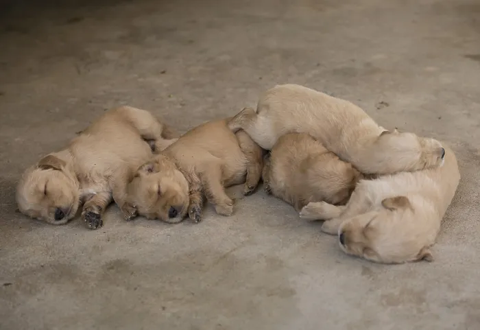 Framed Print : Three-week-old Golden Retriever puppies (Canoidea)